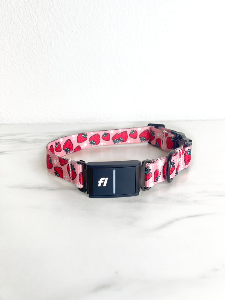 Strawberry Fields Fi Compatible Collar