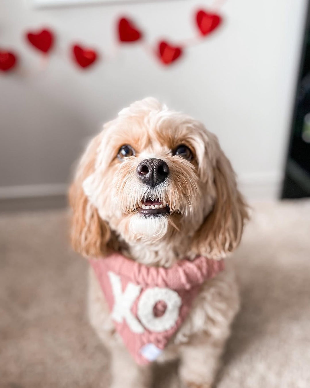 Valentine's Day XO Dog Bandana