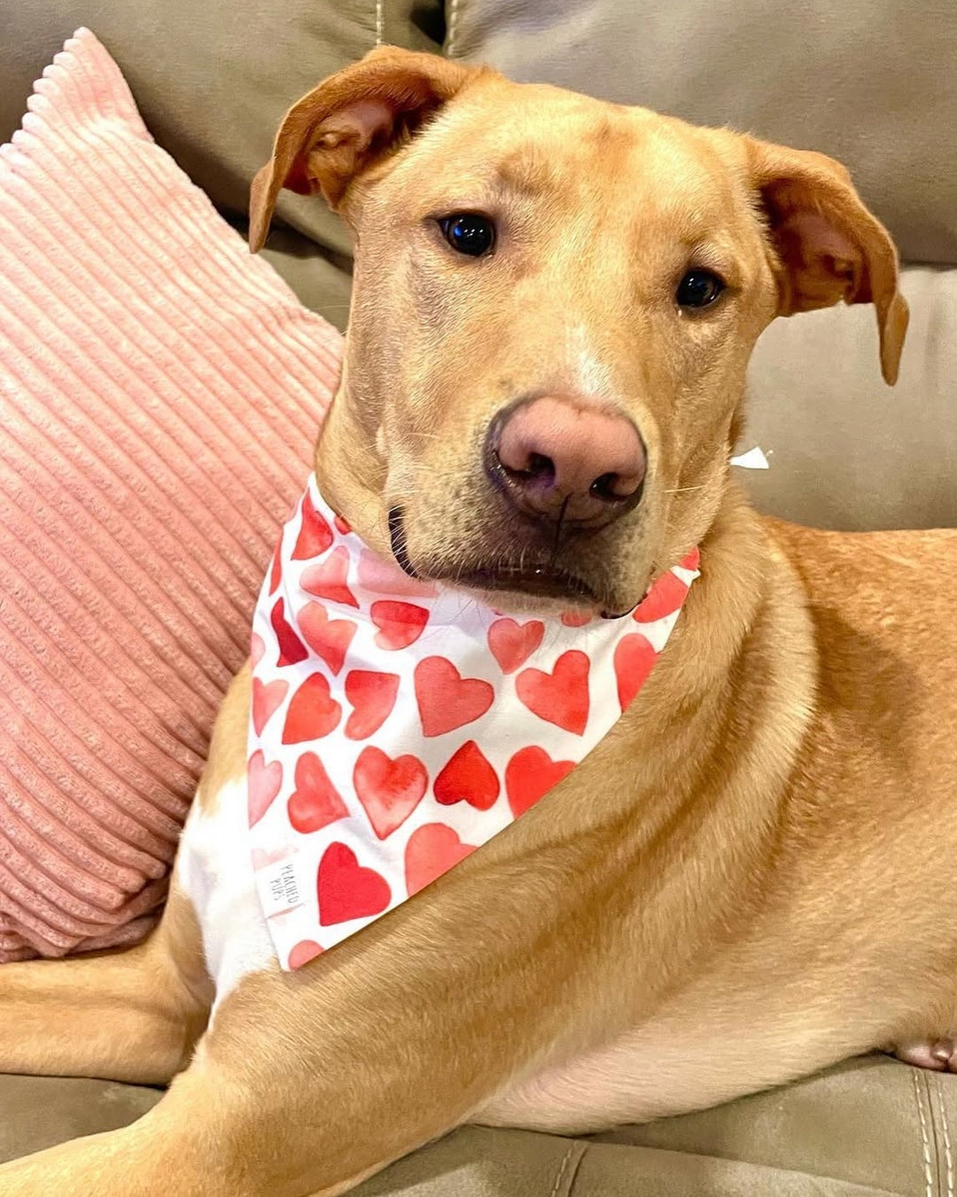 LoveStruck Dog Bandana