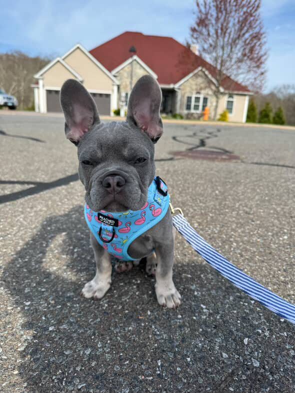 Flamingo Harness, Collar &amp; Leash Bundle