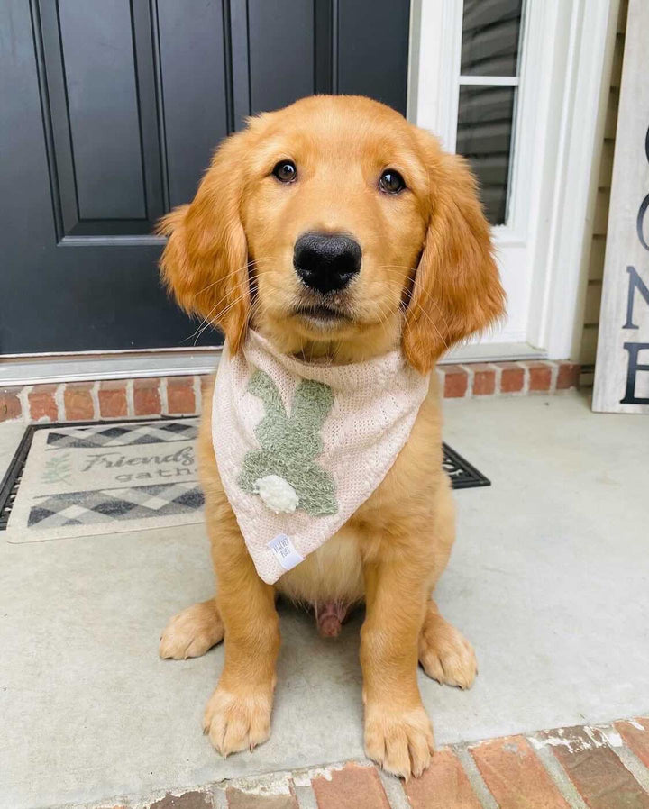 Little Bunny Foo Foo Dog Bandana