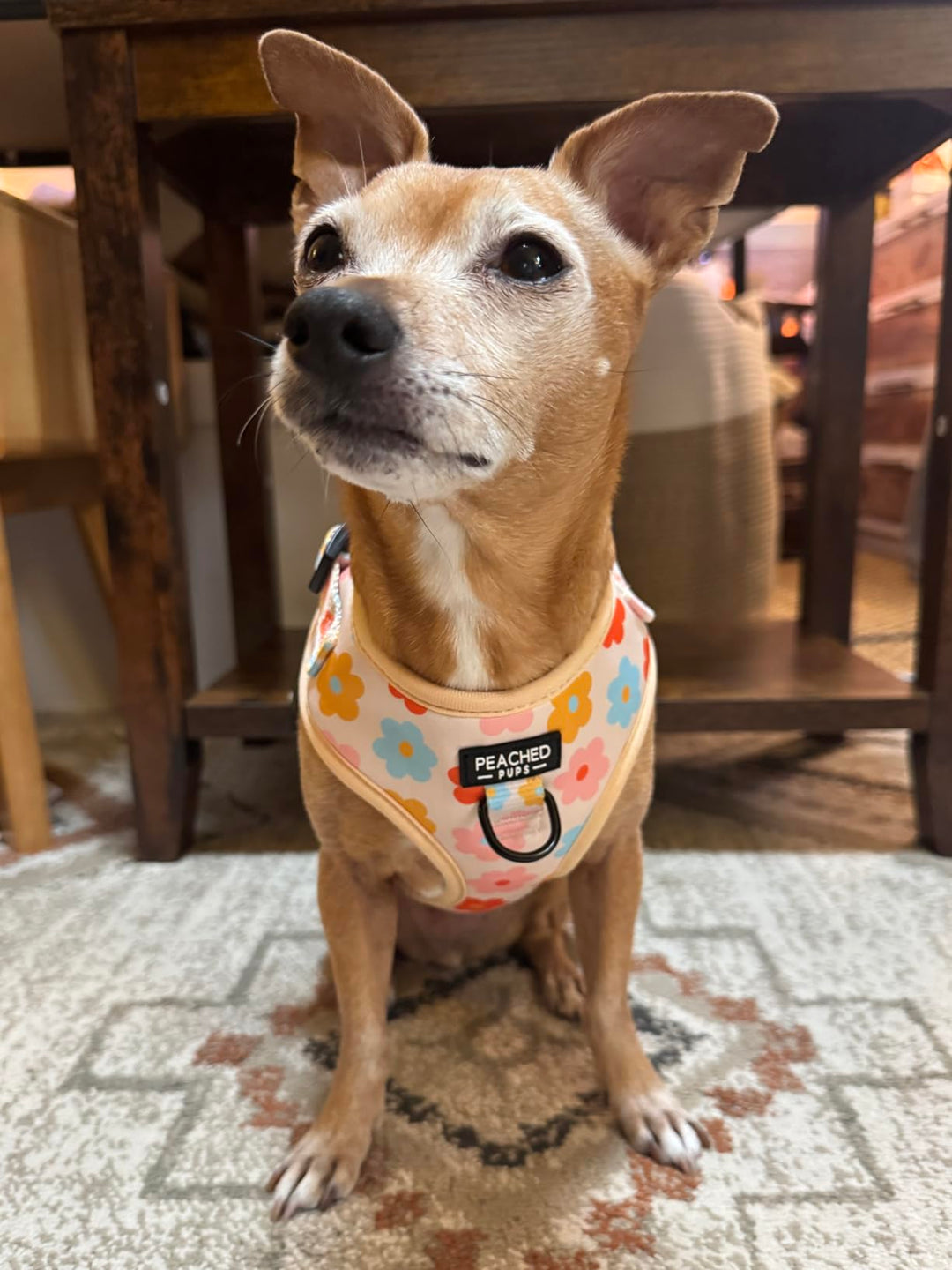 Floral Harness, Collar &amp; Leash Bundle