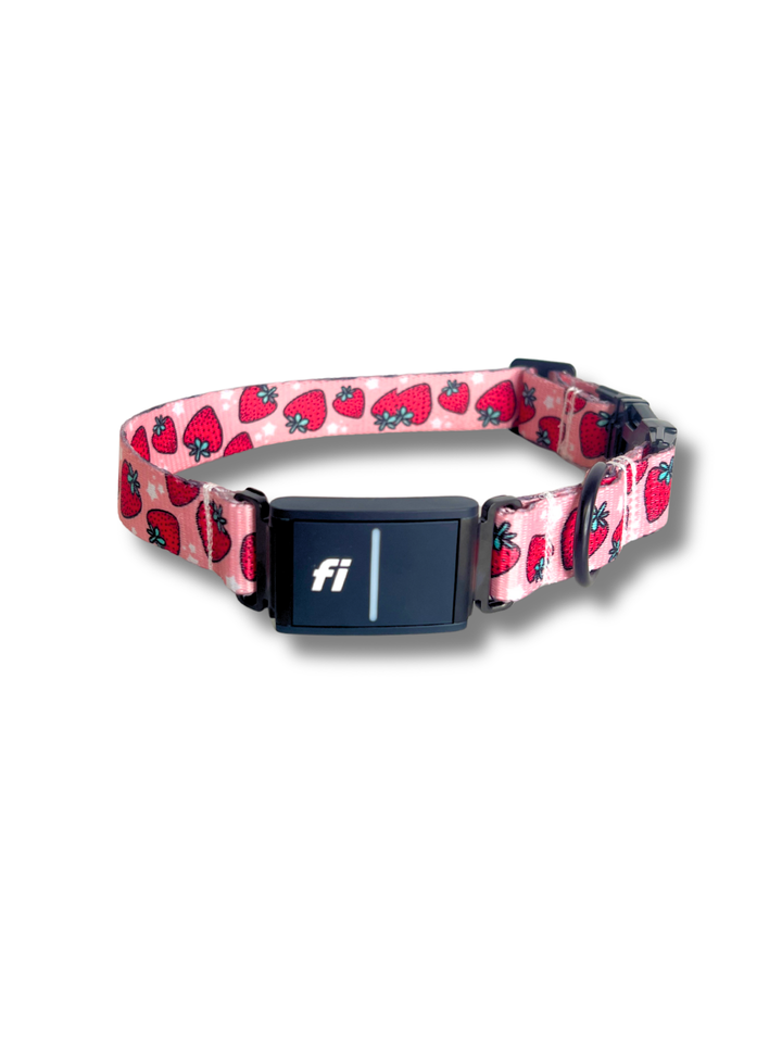 Strawberry Fields Fi Compatible Collar