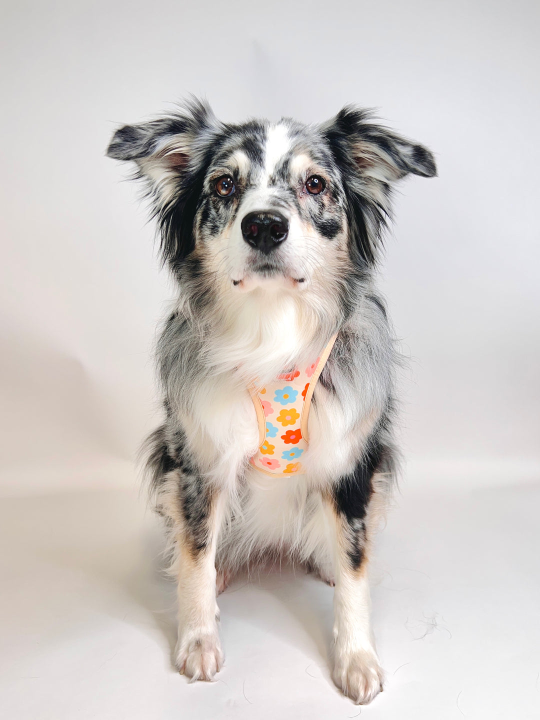 Floral Bloom - Adjustable Dog Harness