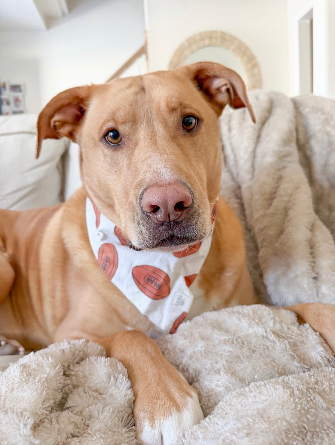 Go Sports! Dog Bandana