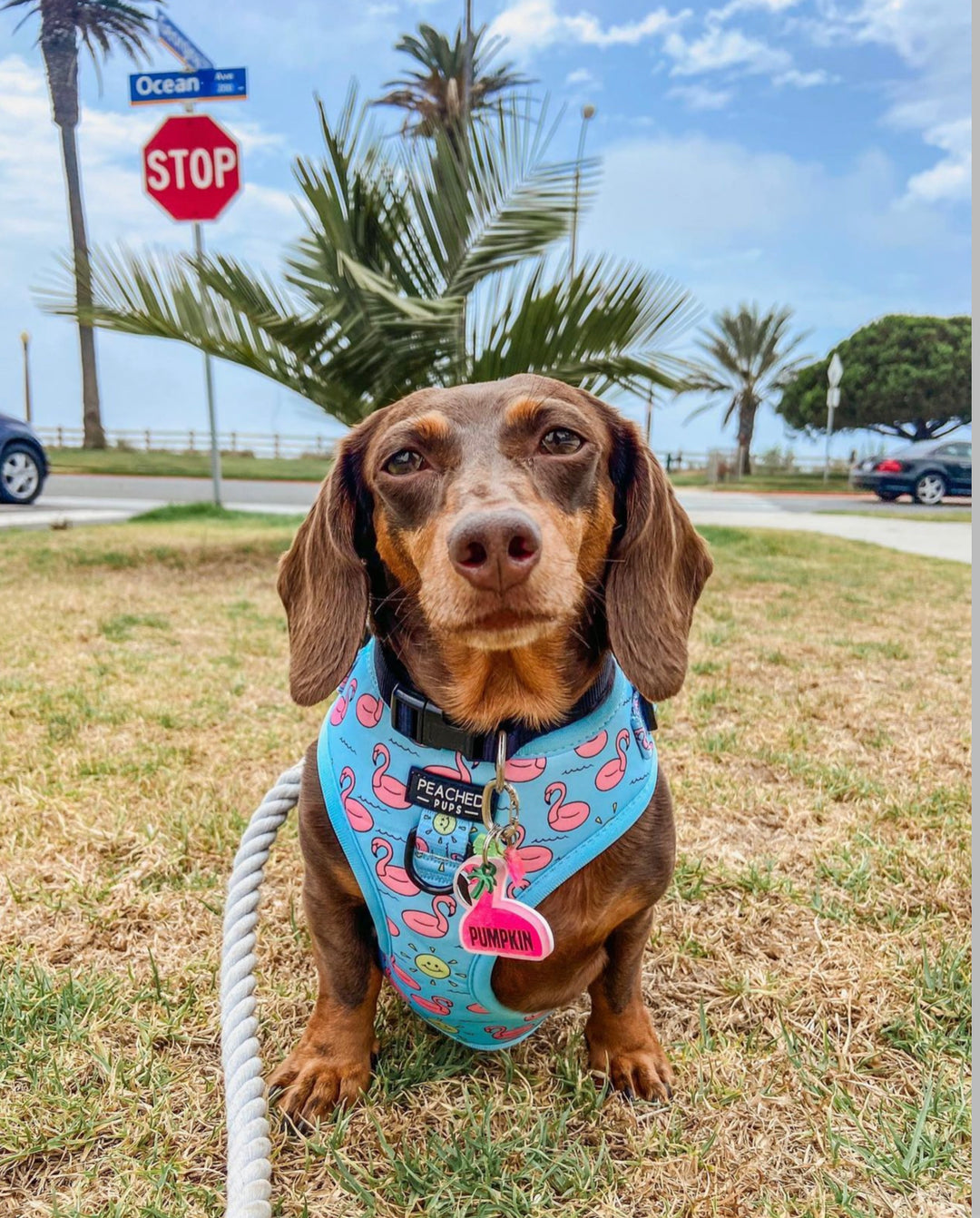 Flamingo Harness, Collar &amp; Leash Bundle