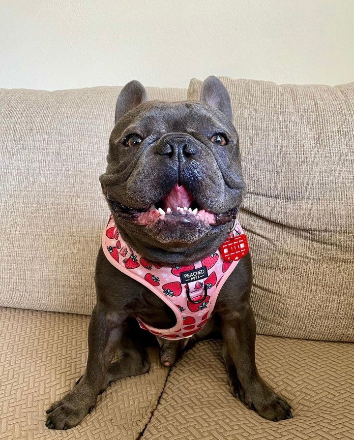 Strawberry Harness, Collar &amp; Leash Bundle